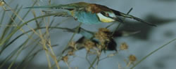 abejaruco
