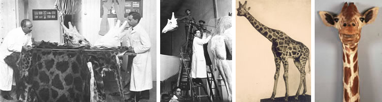 En 1917 el Duque de Alba donó al Museo Nacional de Ciencias Naturales la piel de una gran jirafa.