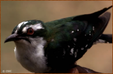 Chrysococcyx caprius