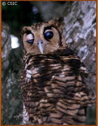 Bubo poensis