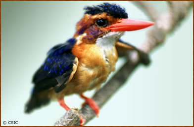 Alcedo cristata