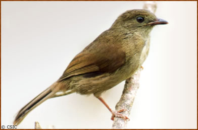 Pycnonotus virens