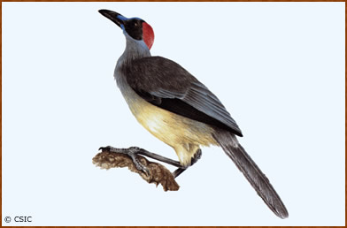 Picathartes oreas