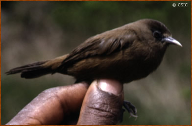 Speirops brunneus