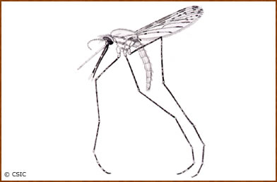 Anopheles gambiae