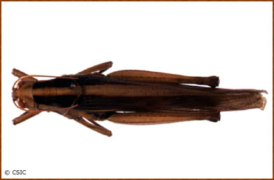 Cyrthacanthacris aeruginosa