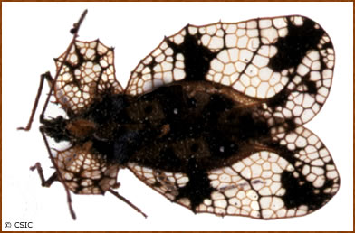 Phyllontocheila alberti tricarinata