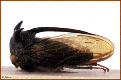 Leptocentrus bolivari