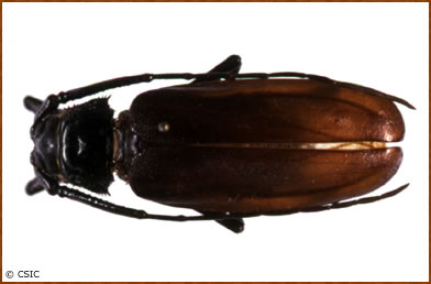 Macrotoma palmata