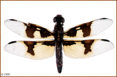 Palpopleura lucia