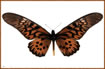 Papilio antimachus