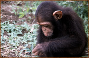 Pan troglodytes
