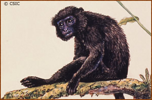 Colobus satanas