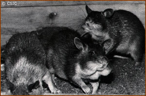 Cricetomys emini