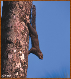 Protoxerus stangeri