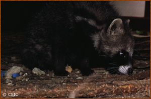 Civettictis civetta