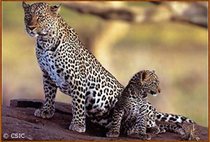 Panthera pardus