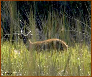 Tragelaphus spekei