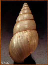 Limicolaria aurora