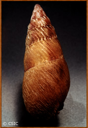 Pseudachatina downesii