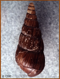 Pseudoglessula clavata