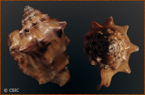 Strombus latus