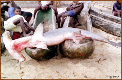 Sphyrna spp.