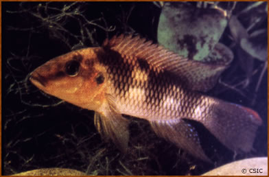 Tilapia spp.