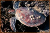 Chelonia mydas