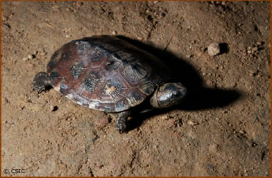 Pelusios gabonensis