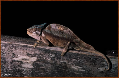 Chamaeleo cristatus