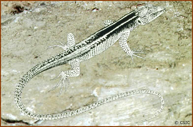 Poromera fordii