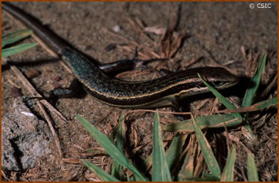 Mabuya affinis