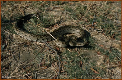 Phyton sabae