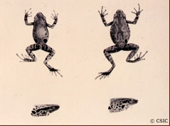 Dos anfibios (Cardioglossa gratiosa, a la derecha, y Cardioglossa leucomystax, a la izquierda)