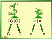 (Figura 1) Representación de cómo se transmitiría la información genética de una planta de guisante gigante y de otra de guisante enano a través de pólen y óvulos con un sólo gen.