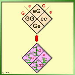 (Figura 1) Matriz representativa de los cuatro genotipos de la primera generación (F1) y sus fenotipos correspondientes