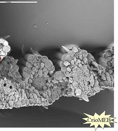 Figura 30: Hoja de Lolium. Imagen tomada con Microscopio Electrónico de Barrido (MEB). Cedida por Dr. J. Pastor (C.C.M.A. CSIC Madrid)